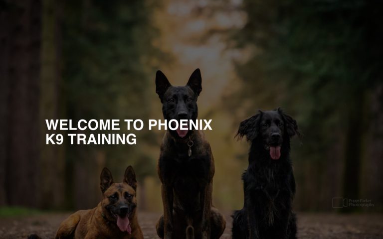 Phoenix K9 Training website by Big Bark Media